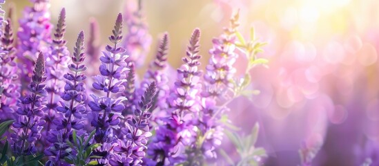 Obraz premium Selective focus on Veronica's purple flowers creates a vibrant spring backdrop with copy space image.