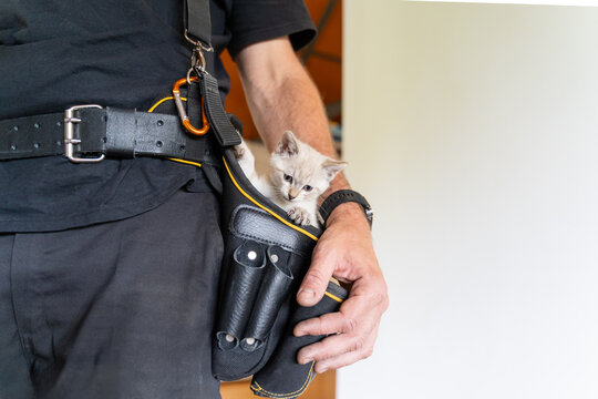 Kitten peeking out of anonymous man's tool belt pouch