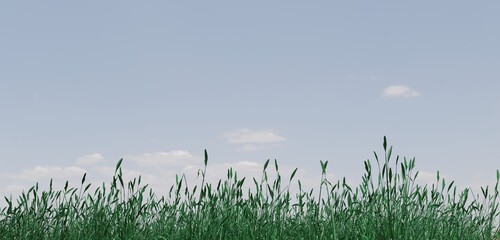 Tall grass and sky Lawn 3D illustration