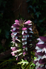 Obraz premium CLOSE UP ACANTHUS PLANT IN FULL BLOOM 