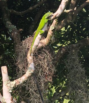 This Lizard was caught checking out a new birds nest just above where he is perched. Trees with Spanish Moss hanging seem to be a favorite spot for a variety of coastal wildlife.