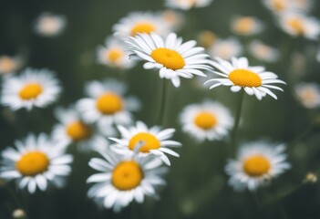 Fototapeta premium spring daisy paquerette easter flower nature ganseblumchen