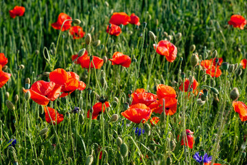 Naklejka premium Blooming poppies add color to the greenery.