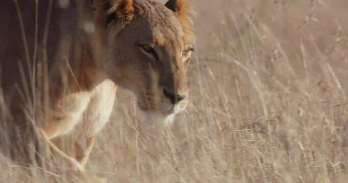 close up pan shot of a lioness' (Panthera Leo) body tracking prey in the savanna during morning in kenya