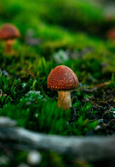 Mushroom in the forest in autumn