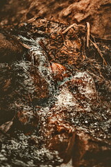 water flowing in the forest