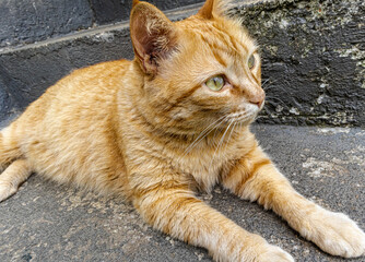 Fototapeta premium cat on the wall