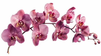 Pink Orchid Branch Isolated on White Background