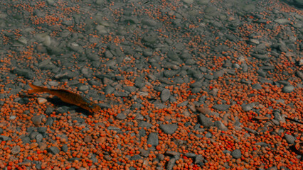 Contrast of rusty fish floating in water with rusty stones © Vlad