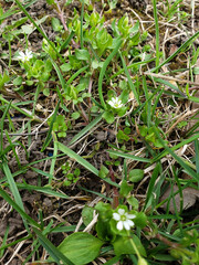 small flowers among green grass