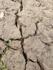 red beetles (soldier bug) on ​​the ground