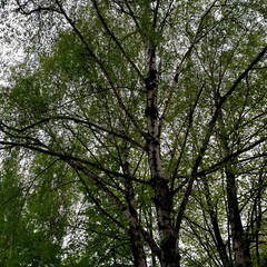 Fototapeta premium trees and sky