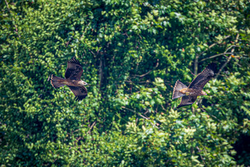 eaglea in flight