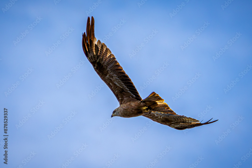 Poster eagle in flight