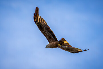 eagle in flight