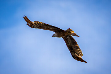 eagle in flight