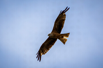 Obraz premium eagle in flight