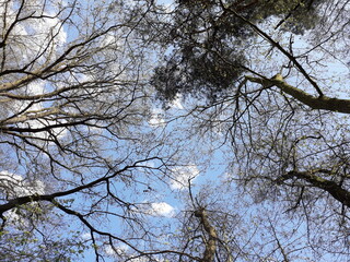 trees, blue sky and clouds at the Müggelsee Are in BErlin Treptow/Köpenick