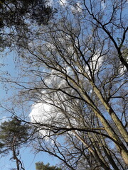 trees, blue sky and clouds at the Müggelsee Are in BErlin Treptow/Köpenick