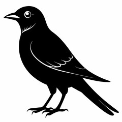 Cuckoo black silhouette