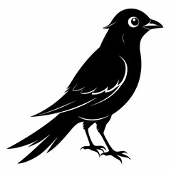 Cuckoo black silhouette