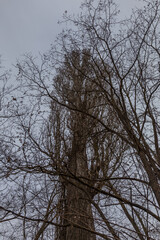 Crowns of old trees without leaves. Bare branches. Dark sky in the background.