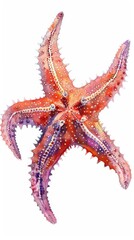 Watercolor painting of a starfish showing its thorns and beautiful colors, isolated on white background. Perfect for nature lovers