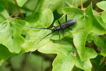 Kleiner Eichenbock, Cerambyx scopolii auf dem Blatt eines Feldahorn, Acer campestre in einem Park im Frühjahr