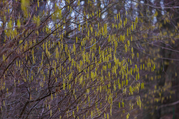 Willow tree blossom by the lake in the early evening