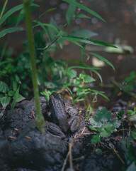 Frog hidden near Wisconsin river