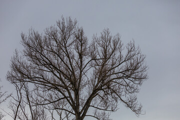 Crowns of old trees without leaves. Bare branches. Dark sky in the background.