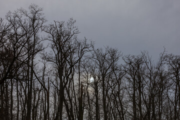 Crowns of old trees without leaves. Bare branches. Dark sky in the background.