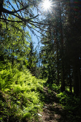 Silent valley, High Tatras mountain, Slovakia
