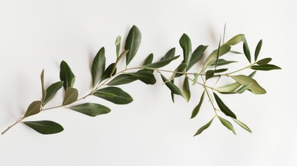 Olive branch on a white background