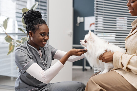 Happy female African American vet expert with stethoscope meeting adorable pomeranian dog on owners hands right before physical examination in vet clinic waiting room, copy space