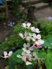 Flores pequeñas de mi jardín.