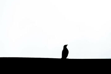 silhouette of a bird