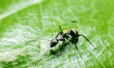 Macro of a black ant on a green leaf 