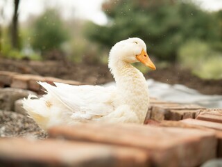 Happy duck in the water