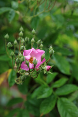 Pink Rose bloom surrounded by buds, North Yorkshire England
