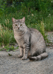 Independence grey stray cat sits on the ground in summer, vertical image, selected focus.