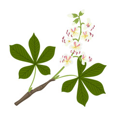 buckeye ,horse chestnut, vector drawing tree branch with flowers and green leaves isolated at white background, hand drawn illustration