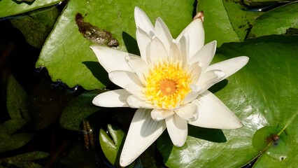 Lotusblumen und Seerosen