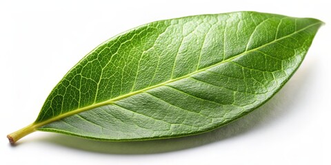 Fototapeta premium Single Green Leaf with Veins on White Background, leaf , green , white , texture