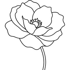 Line art of poppy flower