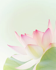 Obraz premium Close-up shot of a lotus flower. Delicate veining and subtle color gradient. Softly hued green and pink petals. Pastel colors. Space for copy.