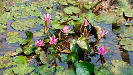 Lotusblumen und Seerosen