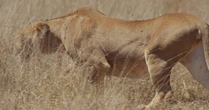 wide shot of a lioness (Panthera Leo) tracking prey in the savanna during morning in kenya