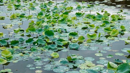 Lotusblumen und Seerosen