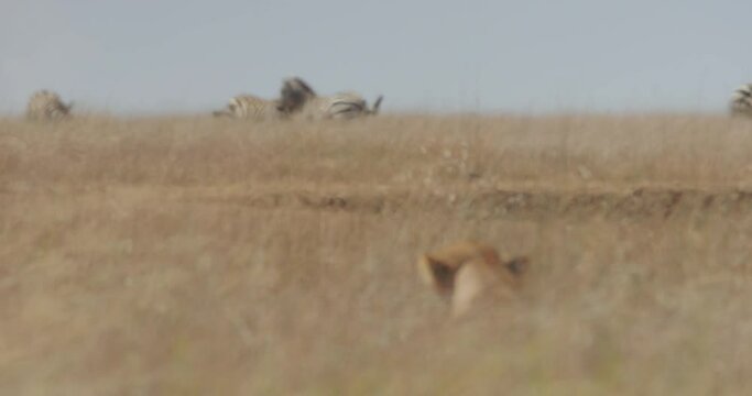 extreme wide pull focus of a pair of zebras (Equus quagga) playing while a lioness (Panthera Leo) stalks them during morning in kenya